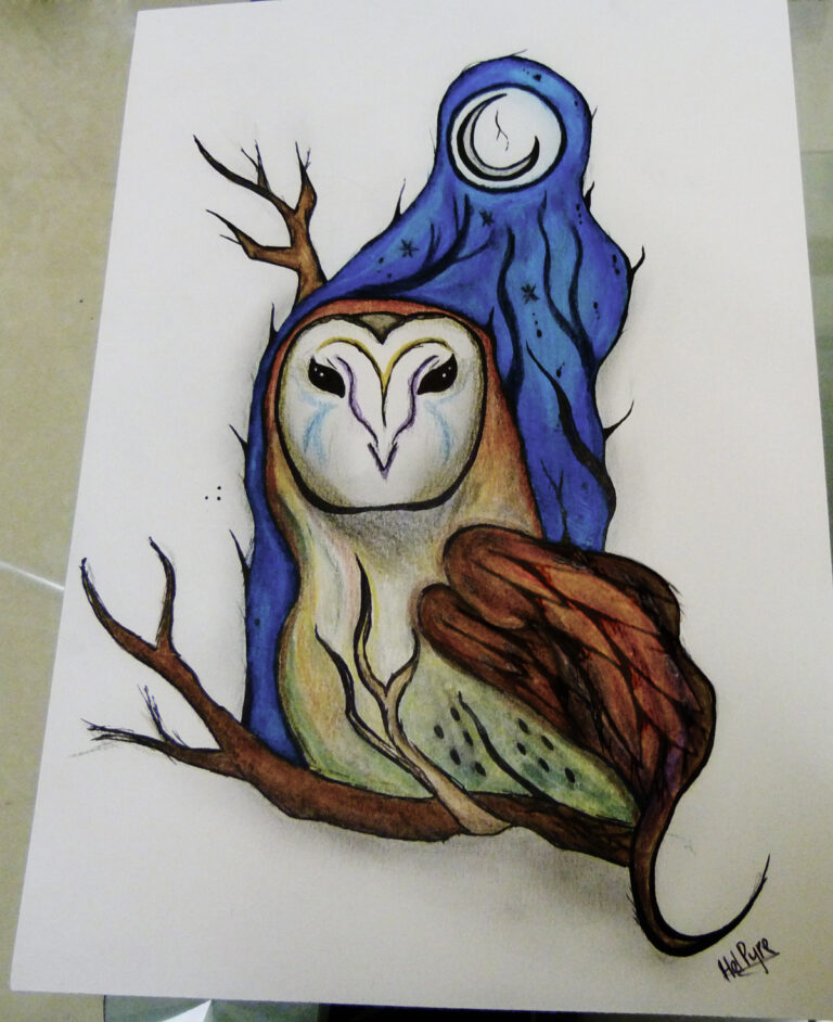 Owl Sketch