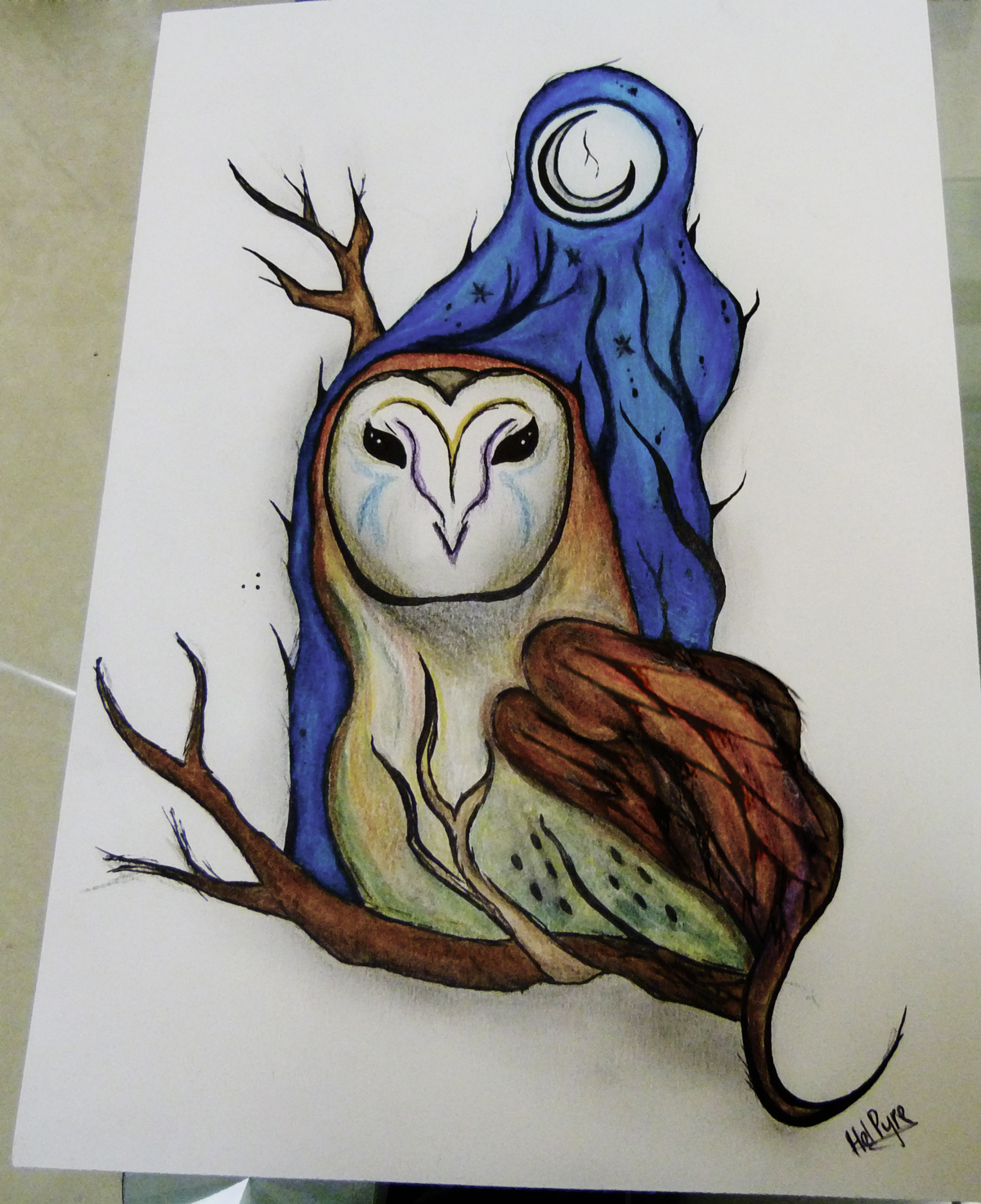 Owl Sketch